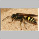 Gorytes laticinctus - Grabwespe 06 12mm.jpg